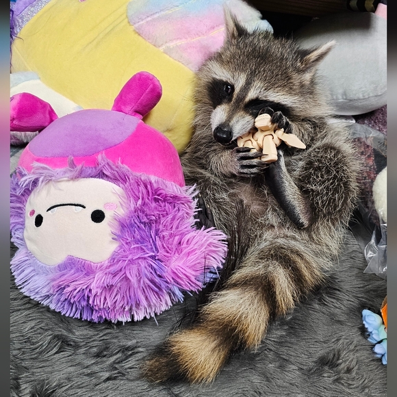 Donate For CALYPSO- Formula, Enrichment Toys & Incidental Care Items - Picture 3 of 15